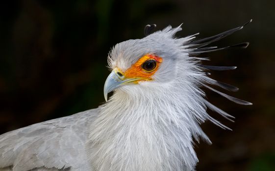 Portrait of a Secretary Bird of Prey with orange face and beautiful crested feathers