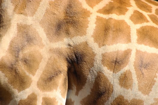 Giraffe fur pattern texture background