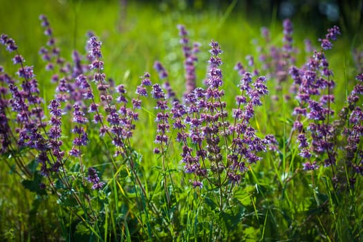Wild violet flower on green meadow