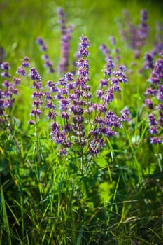 Wild violet flower on green meadow