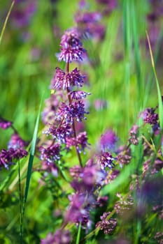 Wild violet flower on green meadow