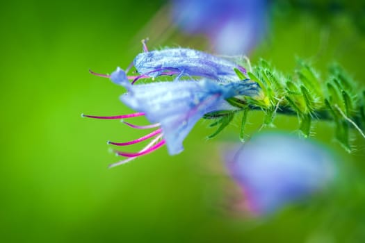 Wild violet flower on green meadow