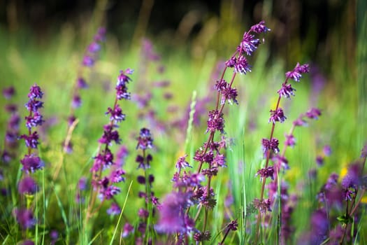 Wild violet flower on green meadow