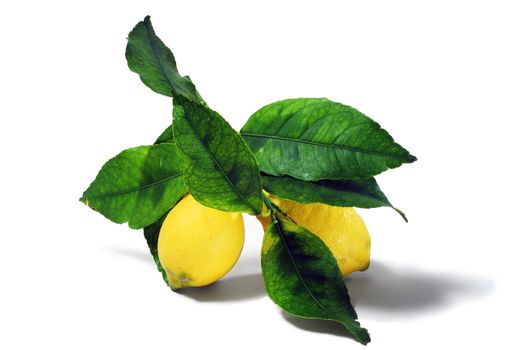 lemons with leaves isolated on white background