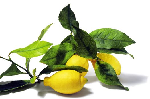 lemons with leaves isolated on white background