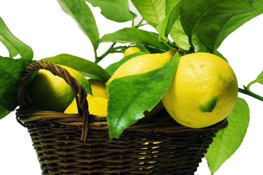 lemons with leaves isolated on white background