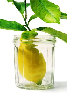 lemons with leaves in a studio jam jar with a white background