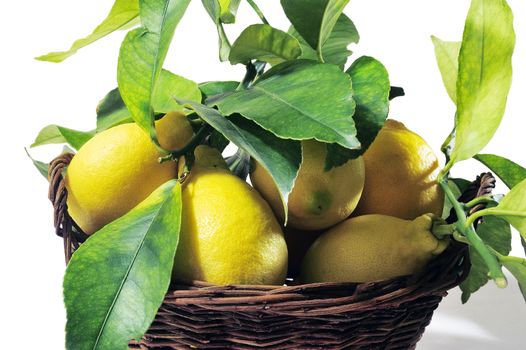 lemons with leaves isolated on white background