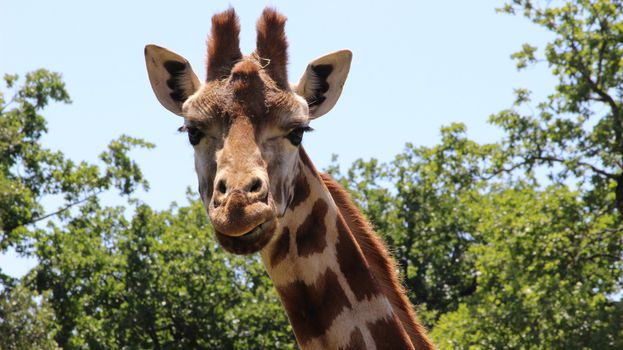 Head Shot of a Giraffe. Safari de Peaugres in Ardeche, France