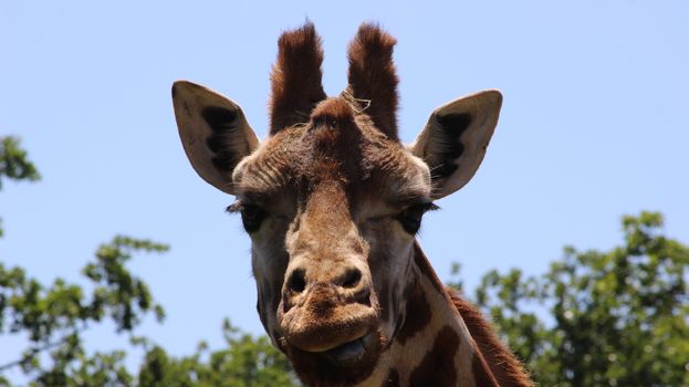 Giraffe head with funny face. Safari de Peaugres in Ardeche, France