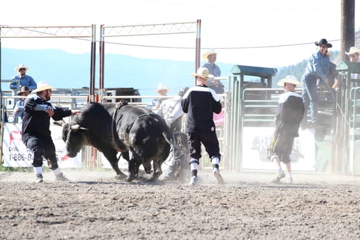 MERRITT, B.C. CANADA - May 30, 2015: Bull rider riding in the first of The 3nd Annual Ty Pozzobon Invitational PBR Event.