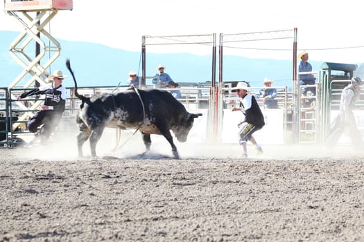 MERRITT, B.C. CANADA - May 30, 2015: Bull rider riding in the first of The 3nd Annual Ty Pozzobon Invitational PBR Event.