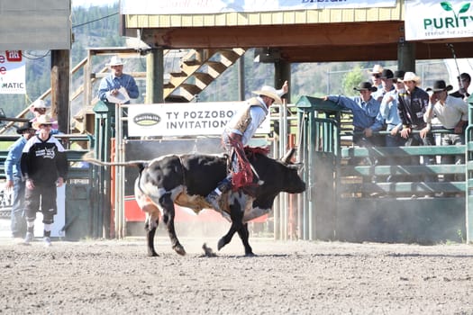 MERRITT, B.C. CANADA - May 30, 2015: Bull rider riding in the first of The 3nd Annual Ty Pozzobon Invitational PBR Event.