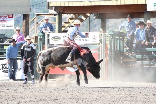 MERRITT, B.C. CANADA - May 30, 2015: Bull rider riding in the first of The 3nd Annual Ty Pozzobon Invitational PBR Event.