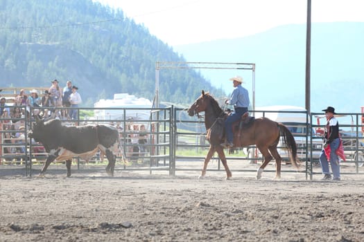 MERRITT, B.C. CANADA - May 30, 2015: Horseman roping a bull in the first of The 3nd Annual Ty Pozzobon Invitational PBR Event.