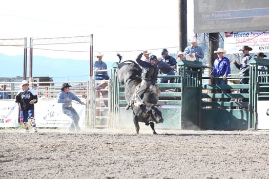 MERRITT, B.C. CANADA - May 30, 2015: Bull rider riding in the first round of The 3nd Annual Ty Pozzobon Invitational PBR Event.