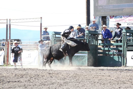 MERRITT, B.C. CANADA - May 30, 2015: Bull rider riding in the first round of The 3nd Annual Ty Pozzobon Invitational PBR Event.