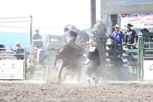 MERRITT, B.C. CANADA - May 30, 2015: Bull rider riding in the first round of The 3nd Annual Ty Pozzobon Invitational PBR Event.