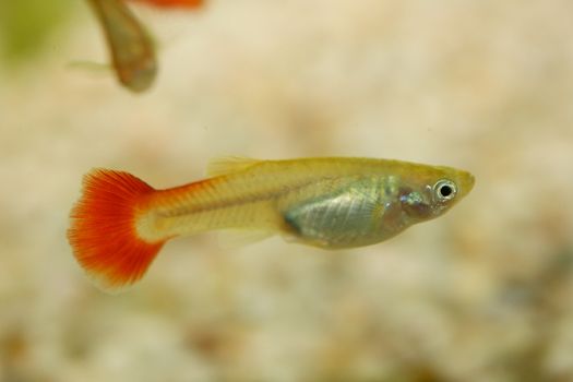 A Female Guppy (Poecilia reticulata), a popular freshwater aquarium fish