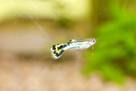 A male guppy (Poecilia reticulata), a popular freshwater aquarium fish