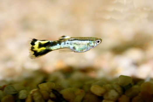 A male guppy (Poecilia reticulata), a popular freshwater aquarium fish