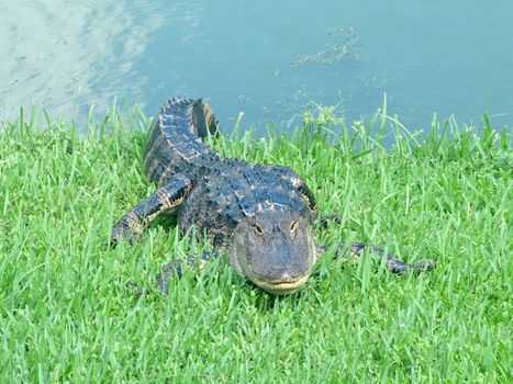 An alligator relaxing on the grass next to a pond