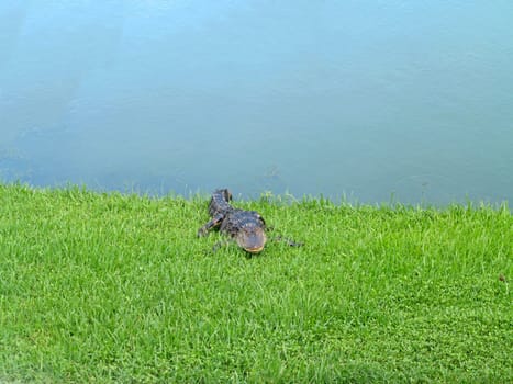An alligator relaxing on the grass next to a pond
