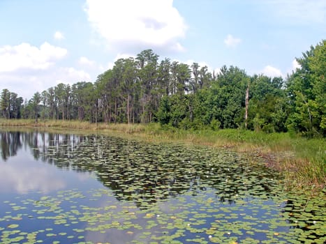 Trees and a lake with lily pads.