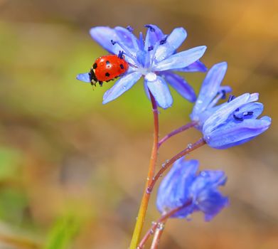 Single Ladybug on violet flowers in spring time