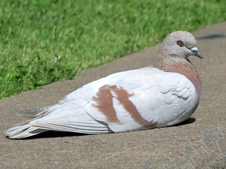 A Red Bar Show Type Racing Homer Pigeon