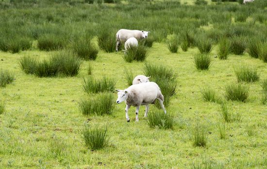 sheep grazing on field with green grass