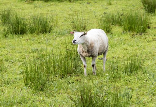 sheep grazing on field with green grass