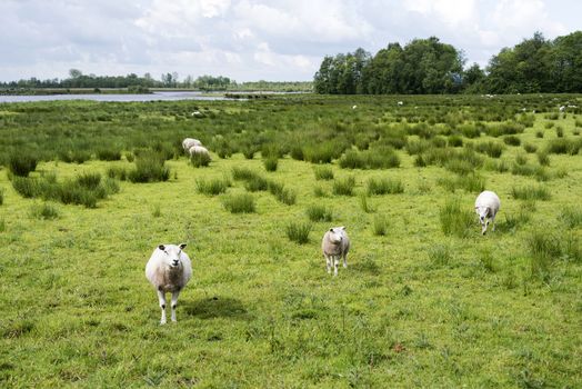 sheep grazing on field with green grass with pond and forest as background 