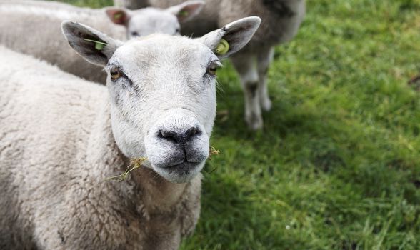 young sheep looking into the camera