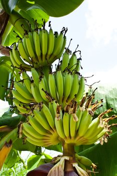 Banana (Musa sp.) with Inflorescence and Fruit Stalk Stock Photo