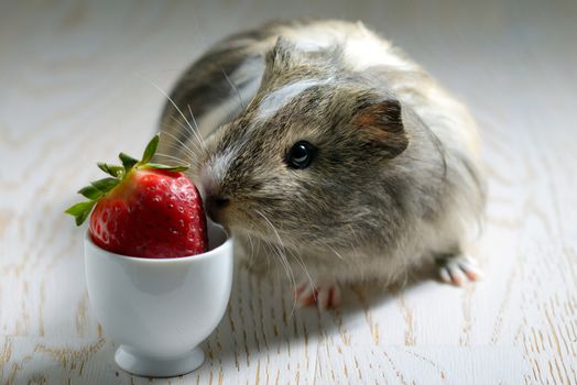 guinea pig eating a strawberry