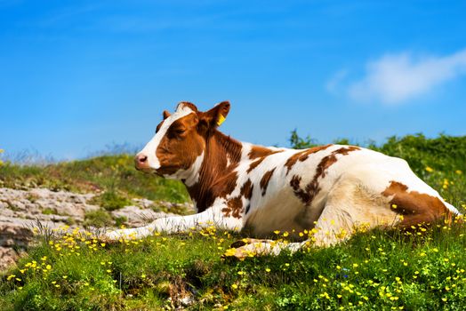 White and brown calf, resting on a mountain pasture with green grass, yellow flowers and blue sky with clouds