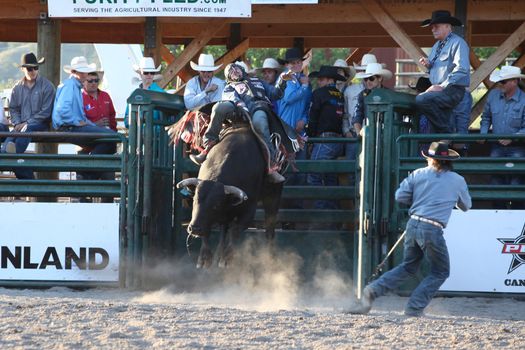 MERRITT, B.C. CANADA - May 30, 2015: Bull rider riding in the first round of The 3nd Annual Ty Pozzobon Invitational PBR Event.