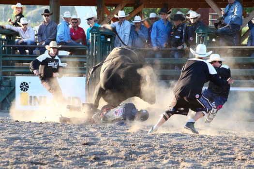 MERRITT, B.C. CANADA - May 30, 2015: Bull rider riding in the first round of The 3nd Annual Ty Pozzobon Invitational PBR Event.