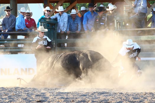 MERRITT, B.C. CANADA - May 30, 2015: Bull rider riding in the first round of The 3nd Annual Ty Pozzobon Invitational PBR Event.