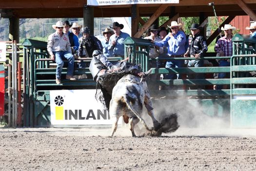 MERRITT, B.C. CANADA - May 30, 2015: Bull rider riding in the first round of The 3nd Annual Ty Pozzobon Invitational PBR Event.