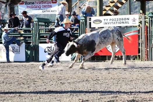 MERRITT, B.C. CANADA - May 30, 2015: Bull rider riding in the first round of The 3nd Annual Ty Pozzobon Invitational PBR Event.