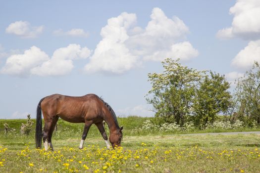 brown horse grazes in meadow full of yellow flowers in holland in spring