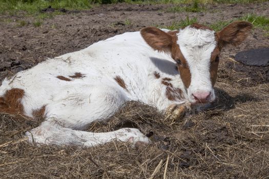 red and white calf lies in grass