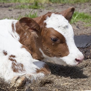 head of red and white calf which lies in grass