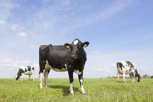 black and white cows graze in meadow in holland with blue sky