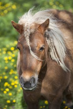 small brown pony with pigtails in spring meadow with yeoolw flowers
