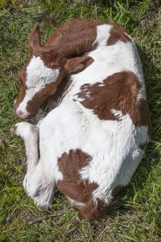 red and white calf lies in grass seen from above
