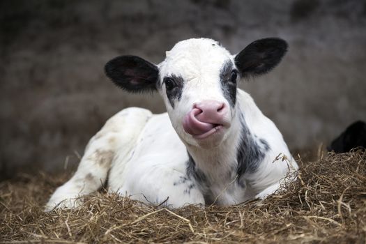 very young black and white calf in straw of barn with tongue up its nose