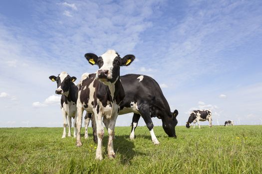 black and white cows graze in meadow in holland with blue sky